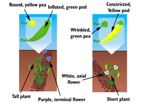 mendel's pea plant experiment results